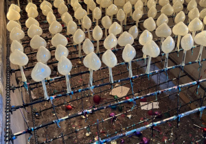 Ozdoby choinkowe w kształcie serduszek czekają na dekorowanie.